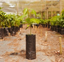 A full bowl of nuts and fruits